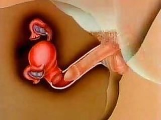 Fertilization through internal ejaculation